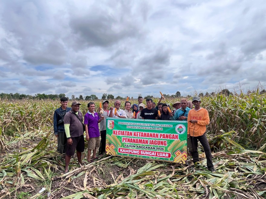Bumkam Sungai Harapan Jaya Kampung Sungai Luar Panen Jagung Seluas 3 Hektar
